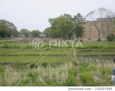2011, Shizuoka, Suruga Ward, Landscape, Toro Ruins, Part 9 120207990