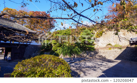 長野縣小諸市懷古園的秋葉 長野縣小諸市懷古園的秋葉 120208047