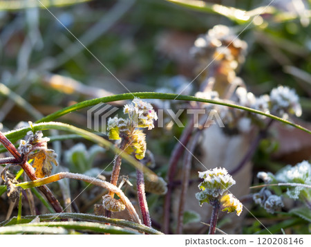 Frost has fallen on the foliage of the amplexicaule 120208146