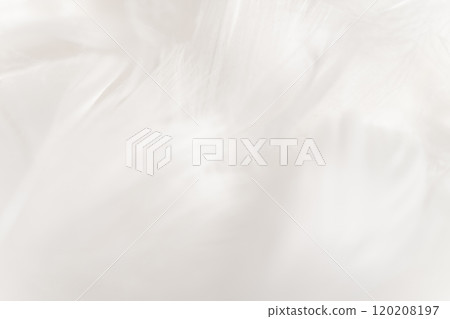 Feathers and fluffy background material 120208197