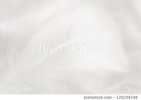 Feathers and fluffy background material Feathers and fluffy background material 120208198