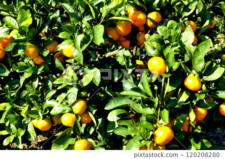 Mandarin orange fruit 120208280