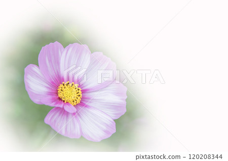 美麗綻放的秋天櫻花 120208344