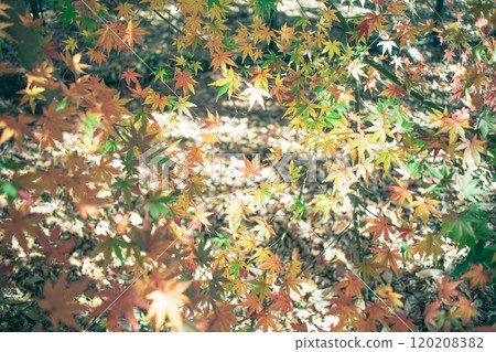 Autumn leaves illuminated by light 120208382