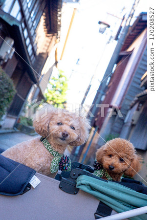 在東茶屋街與您的愛犬一起散步 120208527