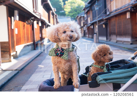 Take a walk with your dog in Higashi Chaya District Take a walk with your dog in Higashi Chaya District 120208561