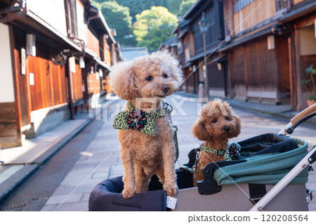 Take a walk with your dog in Higashi Chaya District 120208564