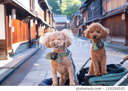 在東茶屋街與您的愛犬一起散步 120208585