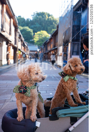 在東茶屋街與您的愛犬一起散步 120208586