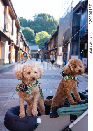 在東茶屋街與您的愛犬一起散步 120208587
