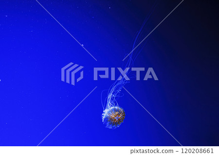 macro photography underwater northern sea nettle or brown jellyfish jellyfish macro photography underwater northern sea nettle or brown jellyfish jellyfish 120208661