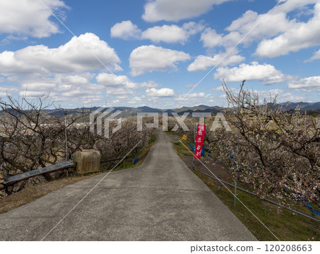 Scenery of the Nanbu Plum Grove with plum blossoms in bloom Scenery of the Nanbu Plum Grove with plum blossoms in bloom 120208663
