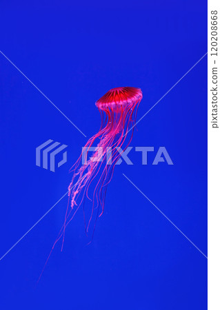 Shooting macro Chrysaora pacifica underwater Shooting macro Chrysaora pacifica underwater 120208668