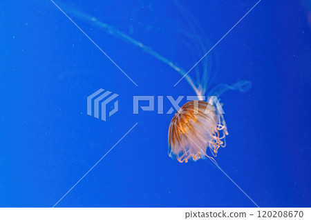 macro photography underwater northern sea nettle or brown jellyfish jellyfish macro photography underwater northern sea nettle or brown jellyfish jellyfish 120208670