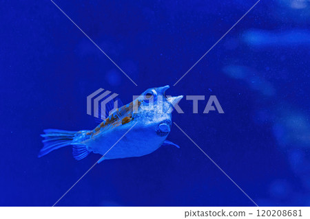 Underwater shot of fish Lactoria cornuta 120208681