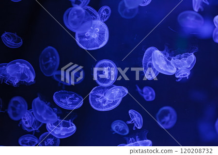 underwater shooting of beautiful Aurelia aurita 120208732