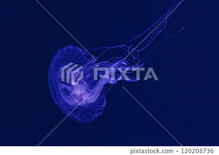 underwater shooting of beautiful Amakusa Jellyfish small (Sanderia Malayensis) 120208736