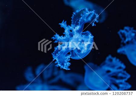 underwater shot of beautiful Marbled Jellyfish / Lychnorhiza Lucerna 120208737
