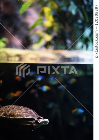 Fish in an aquarium. Oceanarium. Ocean fish in the aquarium. Nature protection concept. Fish underwater in the aquarium Fish in an aquarium. Oceanarium. Ocean fish in the aquarium. Nature protection concept. Fish underwater in the aquarium 120208897