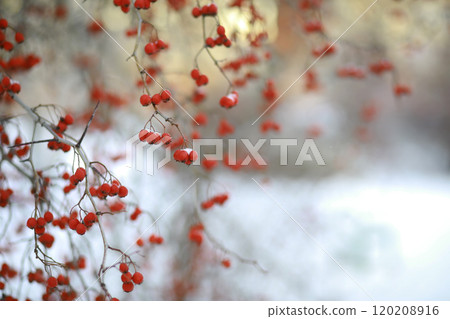 White snow on a bare tree branches on a frosty winter day, close up. Natural background. Selective botanical background. 120208916