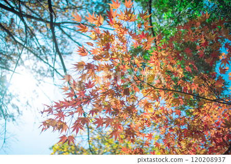 Blue sky and autumn leaves 120208937