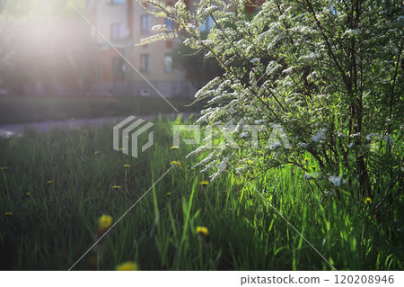 Summer landscape, lush green vegetation and nature. 120208946