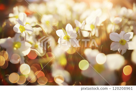 field in sunlight with flowers and plants summer field in sunlight with flowers and plants summer 120208961