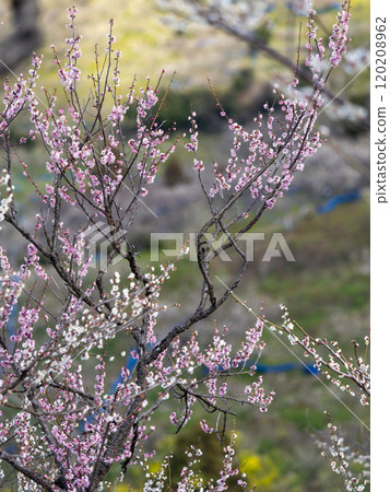 Plum blossoms blooming in the southern plum grove Plum blossoms blooming in the southern plum grove 120208962