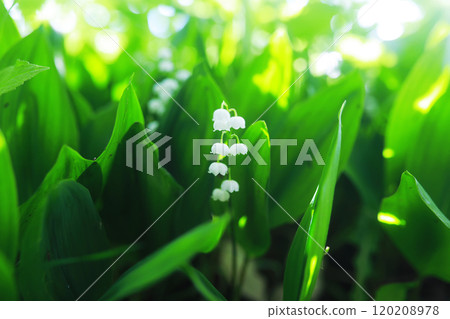 Green Leaves.Nature background. The natural background in the park, with blurred winds, fresh air and coolness. 120208978