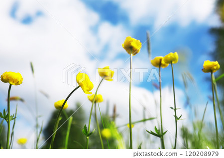 Green Leaves.Nature background. The natural background in the park, with blurred winds, fresh air and coolness. 120208979
