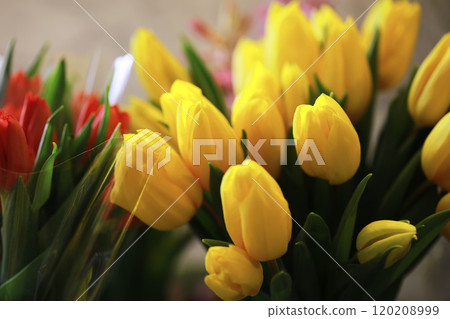 Tulip flowers close-up in a vase. Mothers Day. 120208999