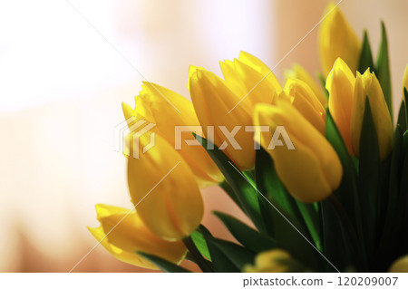 Tulip flowers close-up in a vase. Mothers Day. Tulip flowers close-up in a vase. Mothers Day. 120209007