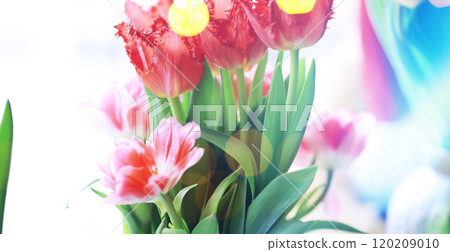 Abstract flower background with bokeh, tulip flowers close-up in a vase. Mothers Day. 120209010
