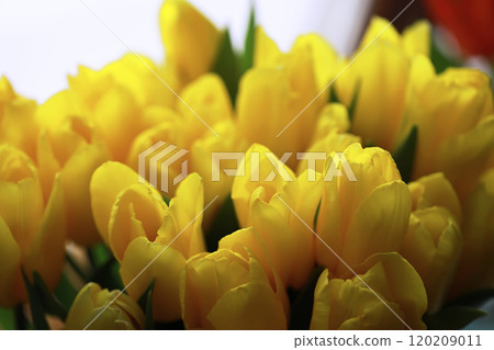 Tulip flowers close-up in a vase. Mothers Day. 120209011