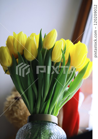 Tulip flowers close-up in a vase. Mothers Day. 120209012