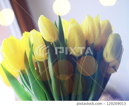 Abstract flower background with bokeh, tulip flowers close-up in a vase. Mothers Day. 120209013