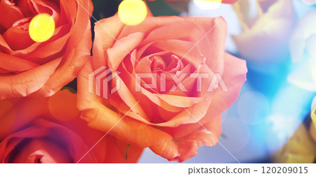 Abstract flower background with bokeh, tulip flowers close-up in a vase. Mothers Day. 120209015