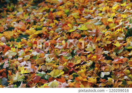 Beautiful autumn park. Russian North. Autumn trees and leaves. Autumn Landscape.Park in Autumn. Forest in Autumn. 120209016