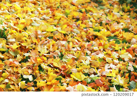 city park without people on an autumn day, bright rays of the sun shine through the crowns of maple trees 120209017