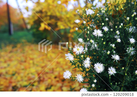 Beautiful autumn park. Russian North. Autumn trees and leaves. Autumn Landscape.Park in Autumn. Forest in Autumn. Beautiful autumn park. Russian North. Autumn trees and leaves. Autumn Landscape.Park in Autumn. Forest in Autumn. 120209018