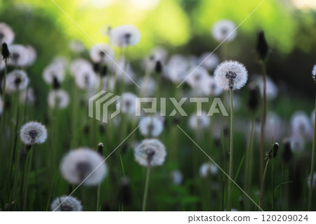 White dandelions in green grass. summer white flowers. 120209024