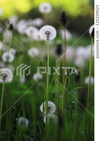White dandelions in green grass. summer white flowers. 120209025
