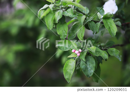Spring bloom. The first flowers against the background of green spring. 120209031