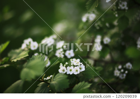 Spring bloom. The first flowers against the background of green spring. Spring bloom. The first flowers against the background of green spring. 120209039