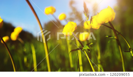 The first flowers against the background of green spring. Spring bloom. 120209055