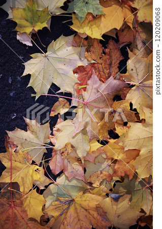 Beautiful autumn park. Russian North. Autumn trees and leaves. Autumn Landscape.Park in Autumn. Forest in Autumn. 120209068