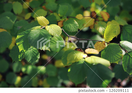 Beautiful autumn park. Russian North. Autumn trees and leaves. Autumn Landscape.Park in Autumn. Forest in Autumn. 120209111