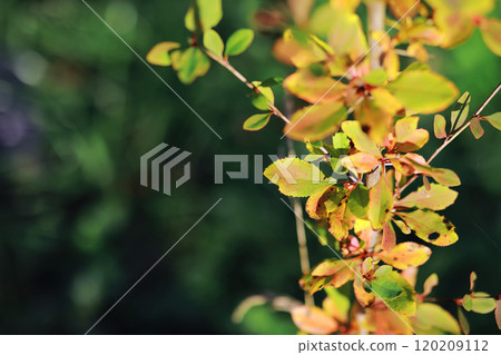 Beautiful autumn park. Russian North. Autumn trees and leaves. Autumn Landscape.Park in Autumn. Forest in Autumn. 120209112