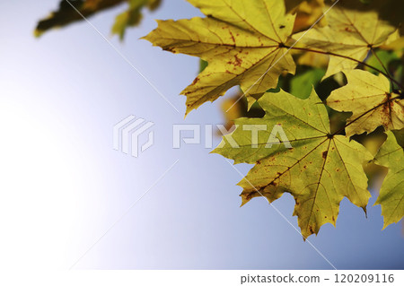 Beautiful autumn park. Russian North. Autumn trees and leaves. Autumn Landscape.Park in Autumn. Forest in Autumn. Beautiful autumn park. Russian North. Autumn trees and leaves. Autumn Landscape.Park in Autumn. Forest in Autumn. 120209116