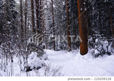 The forest is covered with snow. Frost and snowfall in the park. Winter snowy frosty landscape. The forest is covered with snow. Frost and snowfall in the park. Winter snowy frosty landscape. 120209126